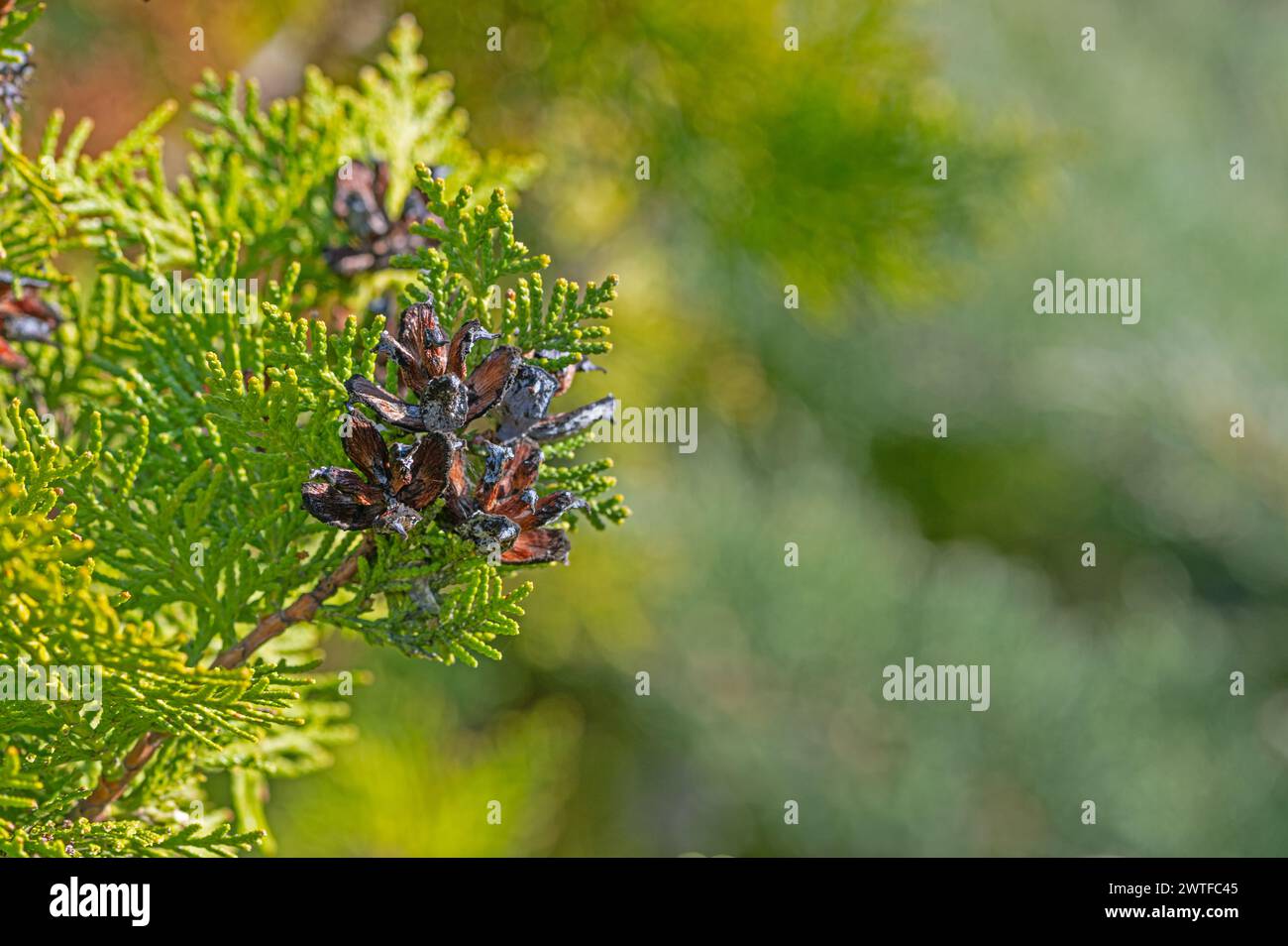 Cônes ouverts de l'arbre thuya. Banque D'Images