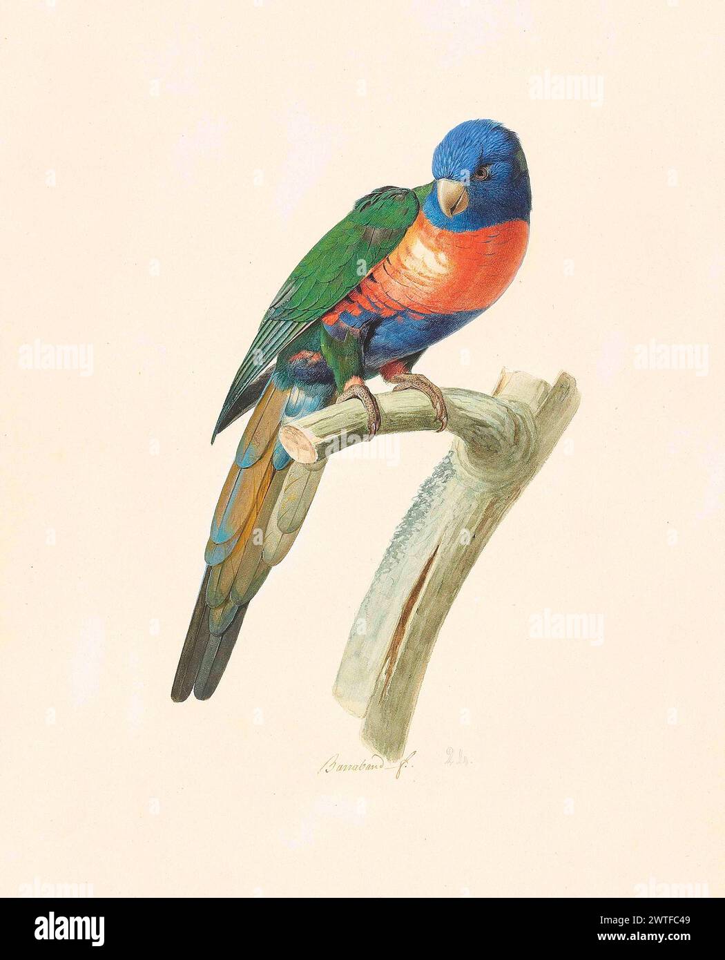 Lithographie d'oiseau vintage. Rainbow Lorikeet (Tricholglossus haematodus), par Jacques Barraband Banque D'Images