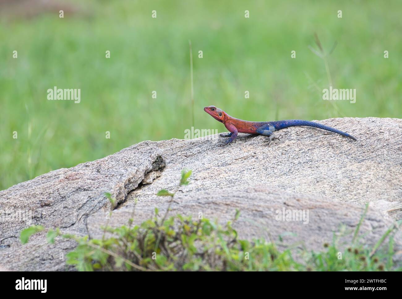 Agama à tête plate de Mwanza (Agama mwanzae), un grand agama rocheux. C'est un mâle de couleurs dominantes ou reproductrices Banque D'Images