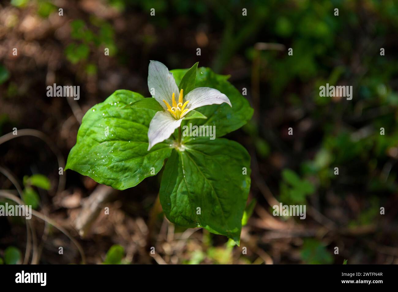 Trillium de l'Ouest (Trillium ovatum) poussant dans la forêt de la chaîne des Cascades en Oregon. Banque D'Images