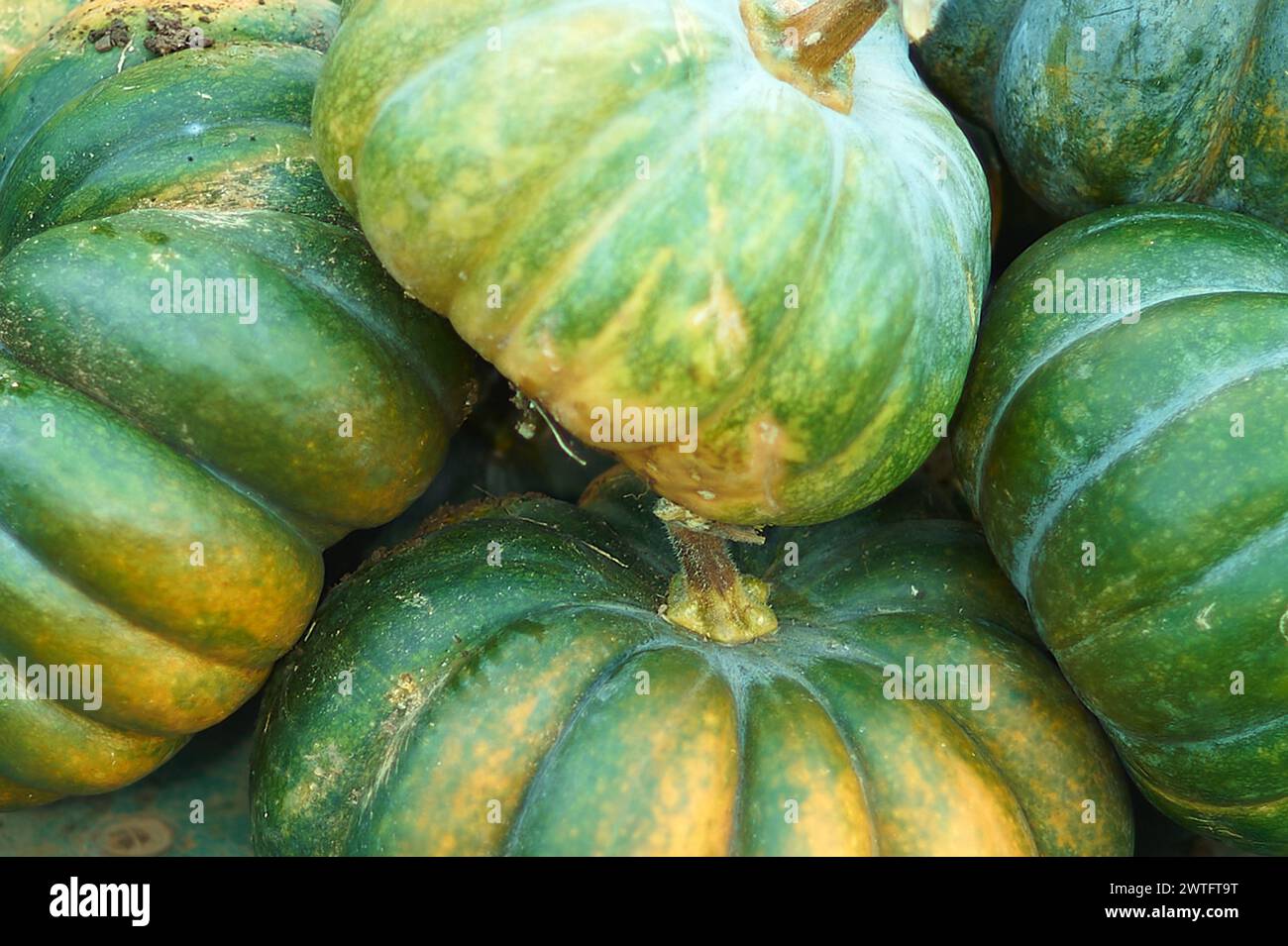 Citrouilles fraîches de différentes tailles dans une brouette dans un champ agricole pendant la récolte d'automne. Banque D'Images