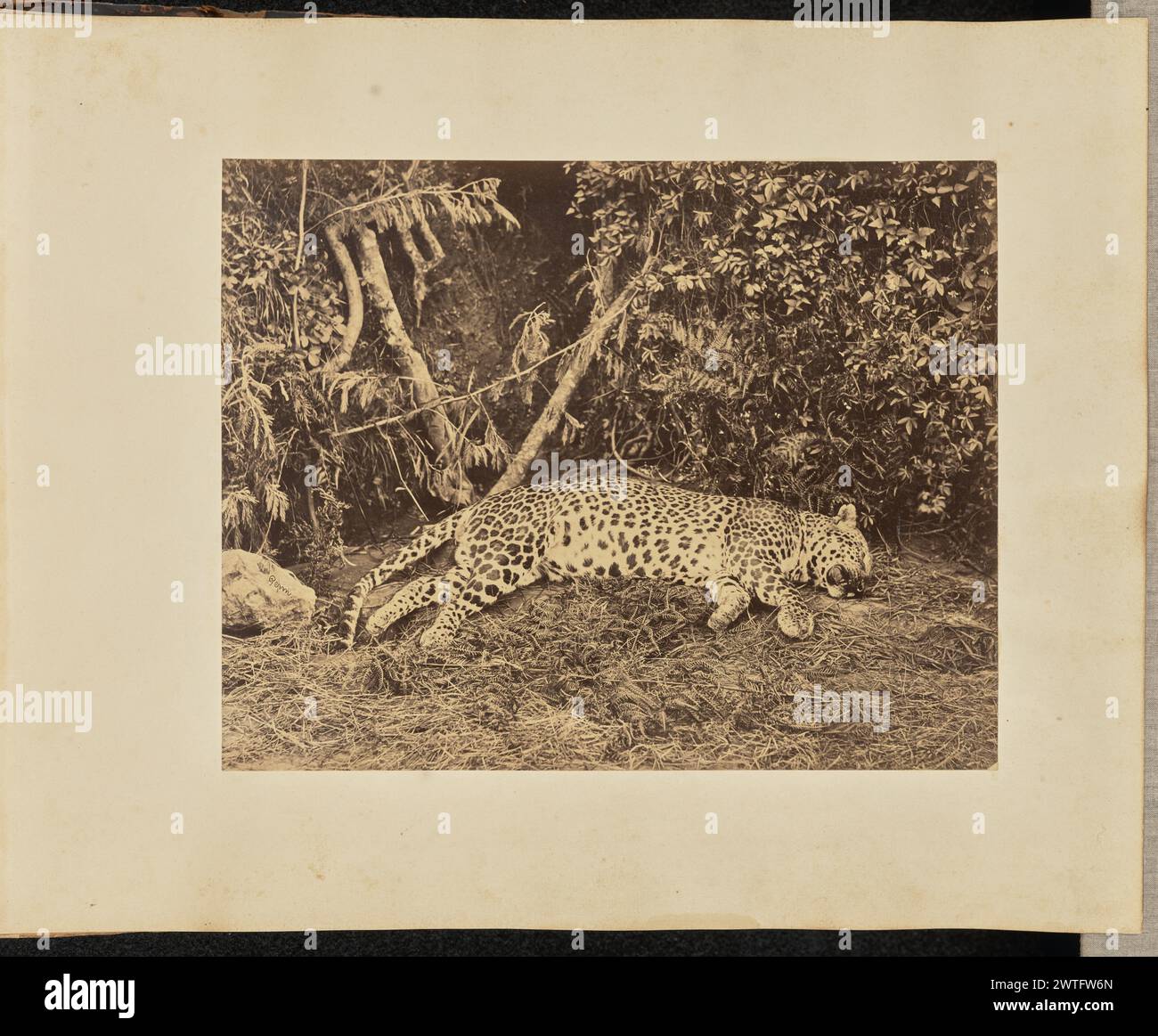 Carcasse de léopard, Inde. A.T.W. Penn, photographe (britannique, 1849 - 1924, actif Inde et Birmanie) environ 1875 carcasse d'un léopard au sol. (Verso, monture) en bas à gauche, au crayon : 'A48.101'; Banque D'Images