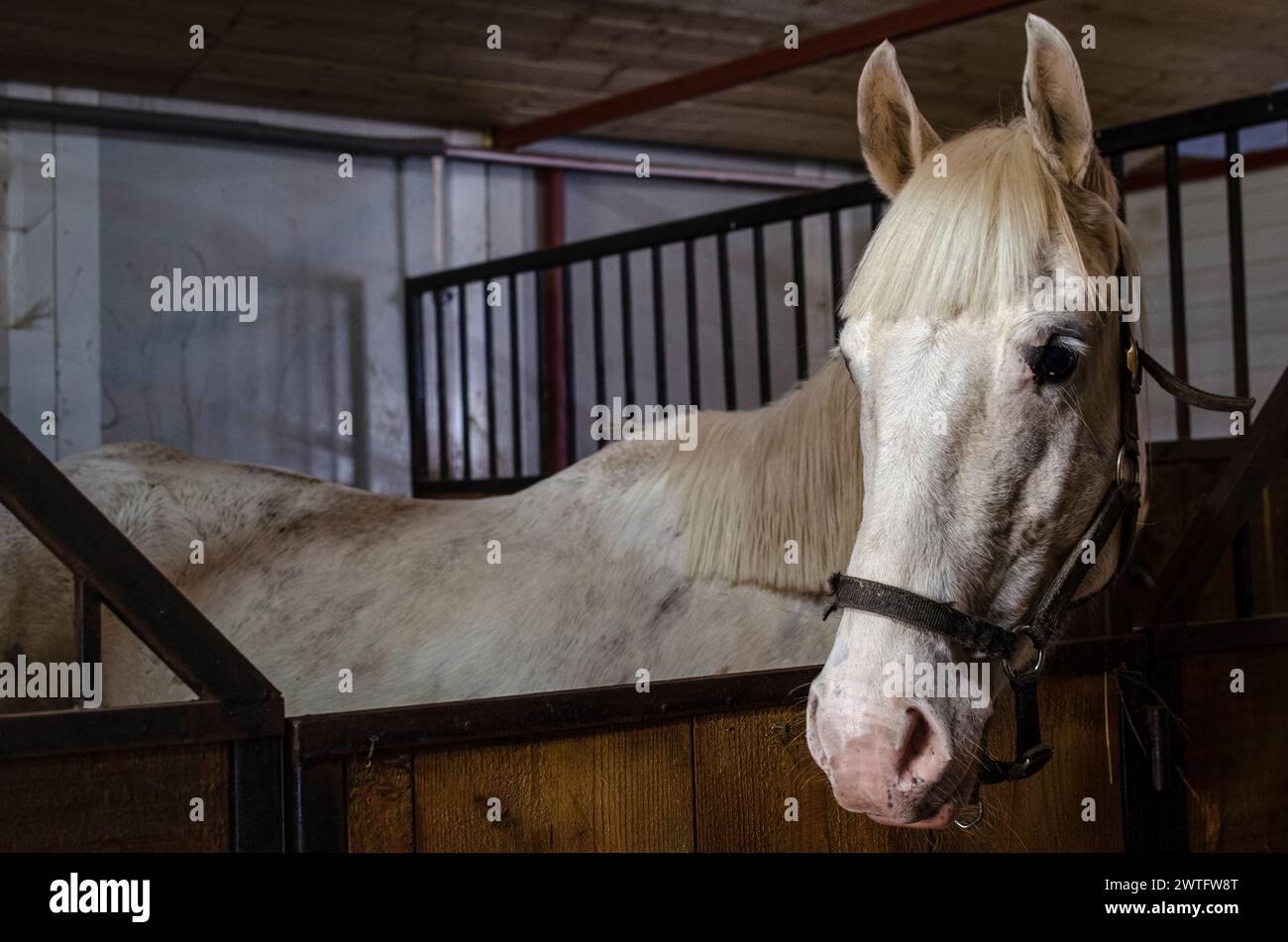 portrait de cheval, tir de tête, dans l'écurie, diverses poses Banque D'Images