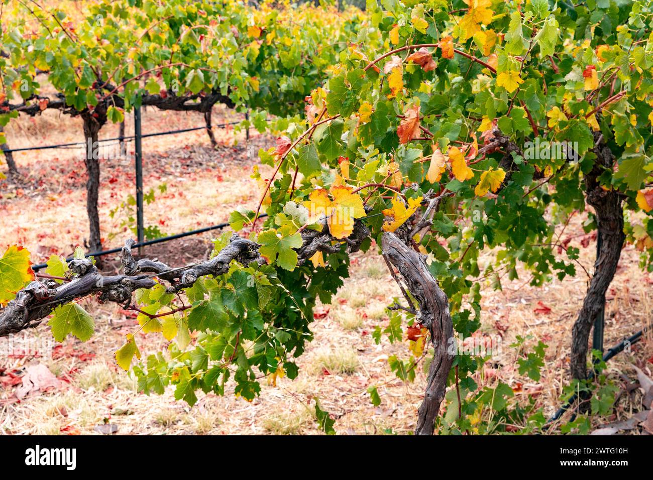 Barossa Valley Australie méridionale, vignes en automne dans un vignoble australien aux feuilles d'automne brunes et jaunes, prêtes pour la récolte Banque D'Images