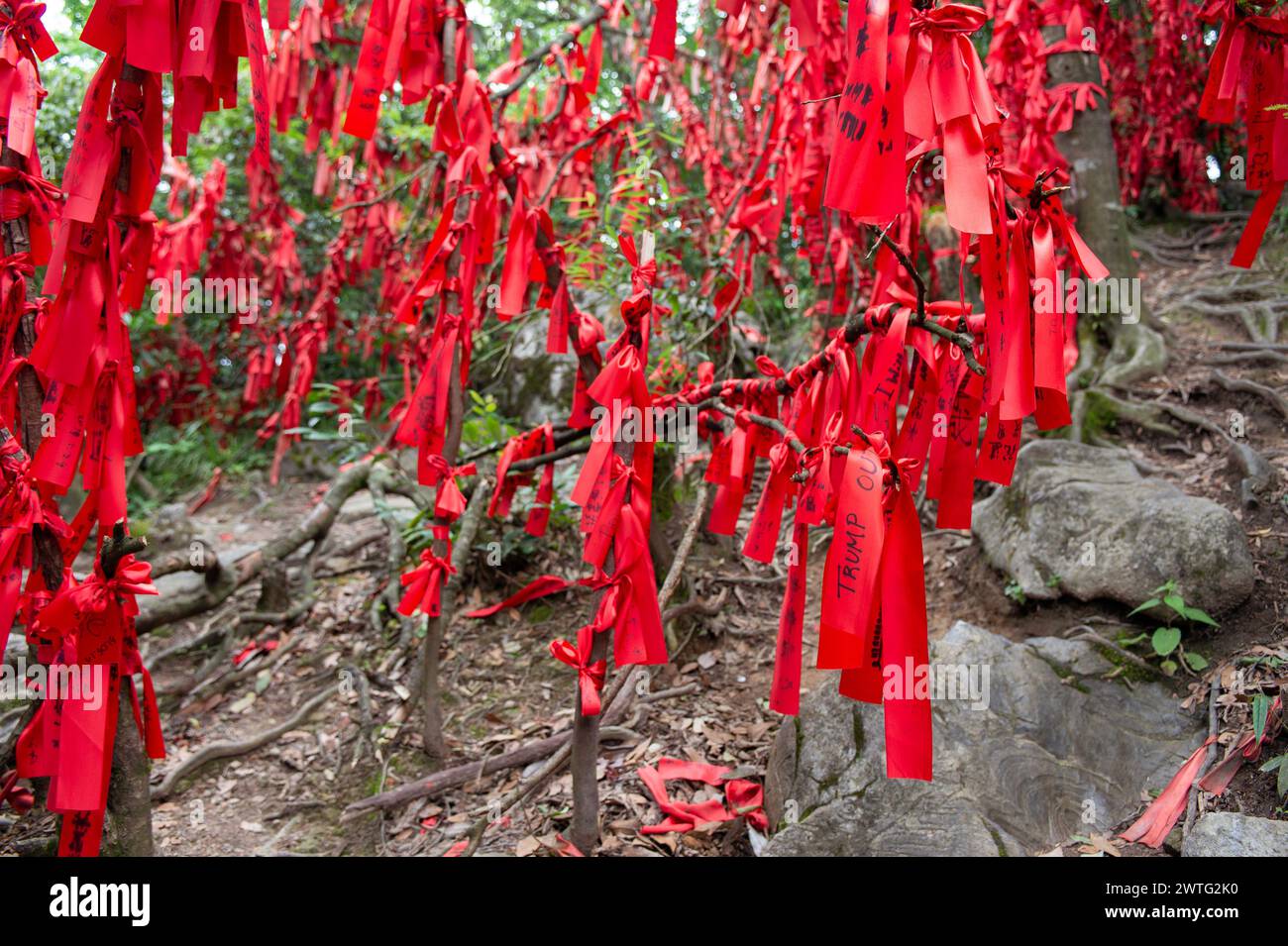 Les gens viennent écrire leurs vœux sur des rubans rouges accrochés aux arbres le long des chemins dans Wish Forest of Tianmen Mountain en Chine. Banque D'Images