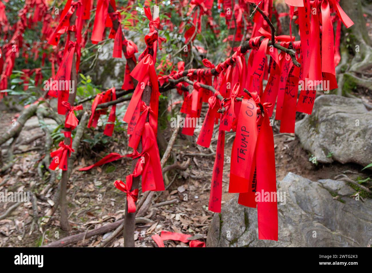 Les gens viennent écrire leurs vœux sur des rubans rouges accrochés aux arbres le long des chemins dans Wish Forest of Tianmen Mountain en Chine. Banque D'Images