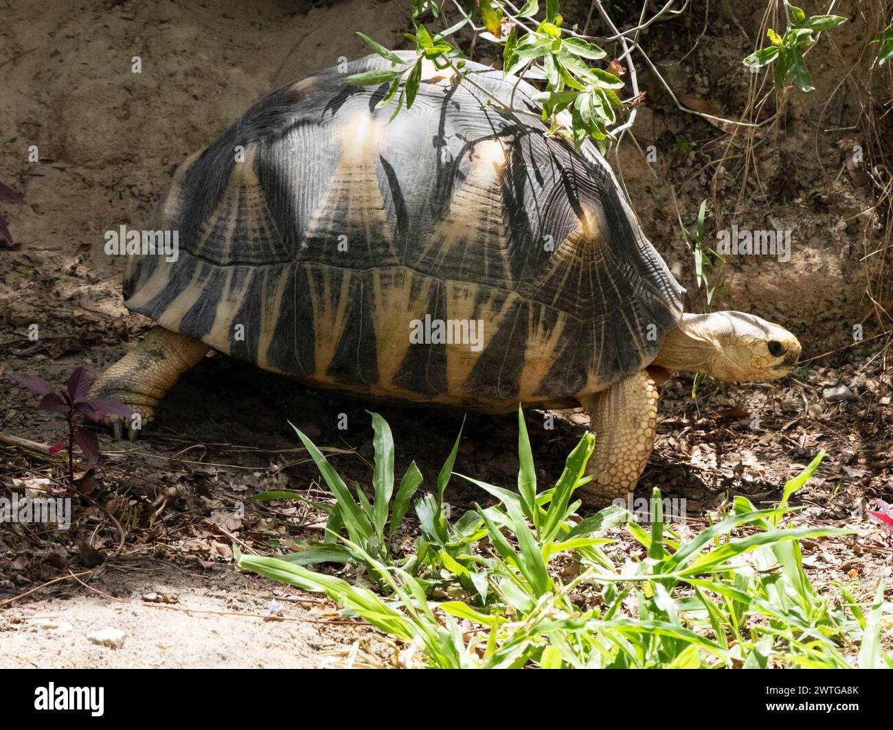 Tortue rayonnée, Astrochelys radiata, le jardin du Roy, Ranohira, Madagascar Banque D'Images