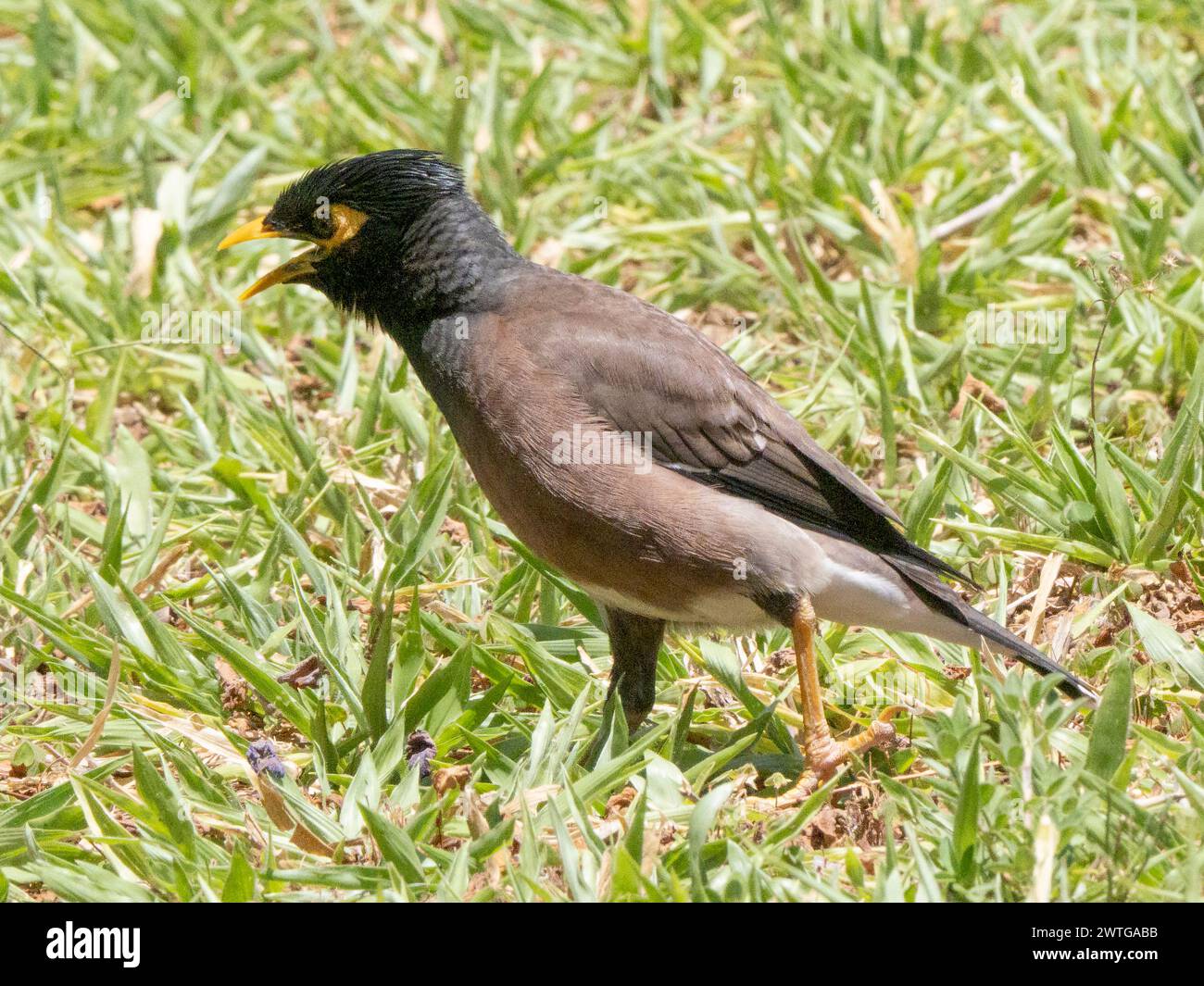 Myna commun, Acridotheres tristis, le jardin du Roy, Ranohira, Madagascar Banque D'Images