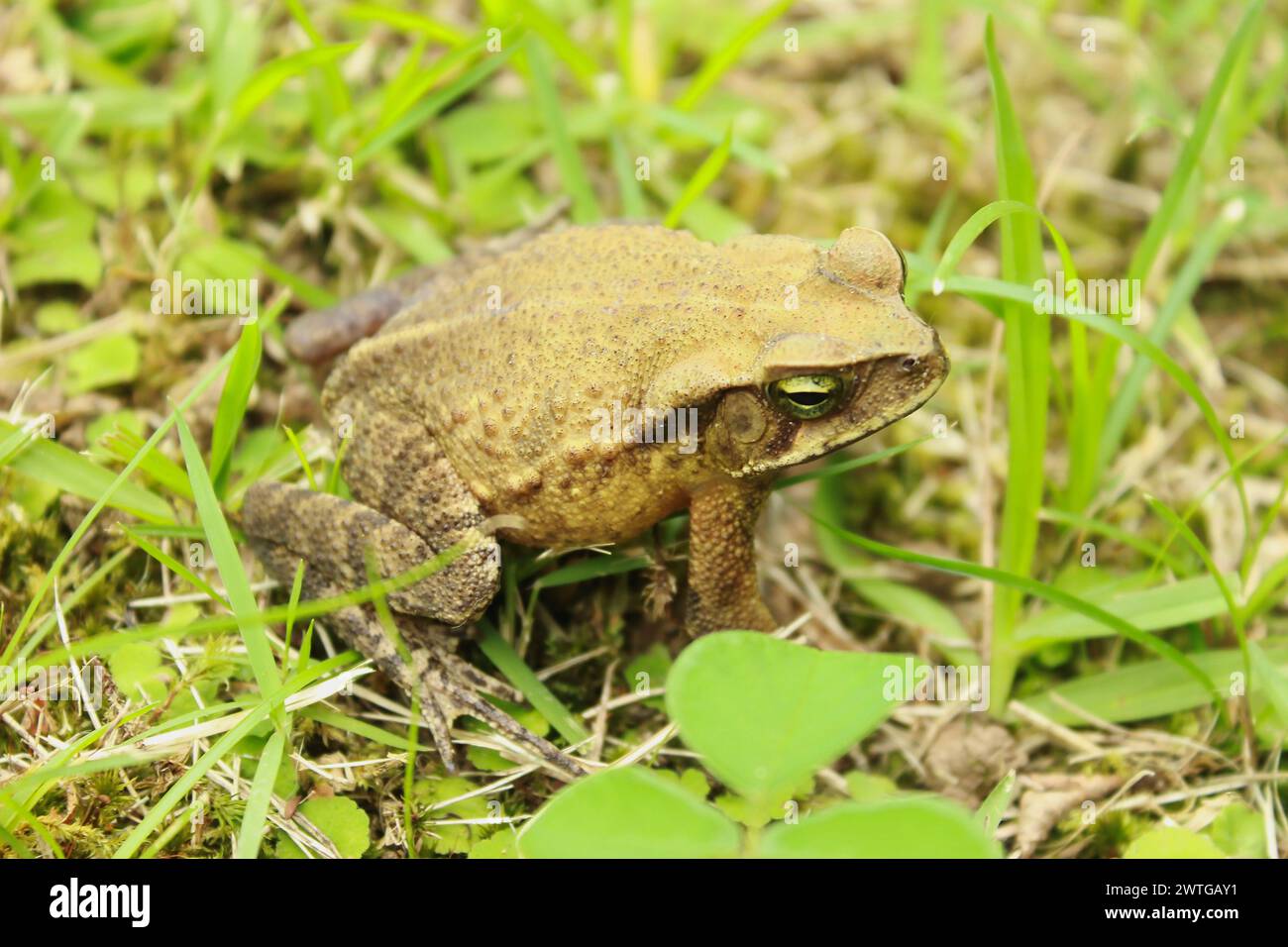 Grenouille Rhinella ornata, anciennement Bufo ornatus ou Rhinella ornatus, connue sous le nom de crapaud Cururuzinho ou grenouille forestière. Amphibien, de la famille des Bufonidae. Banque D'Images