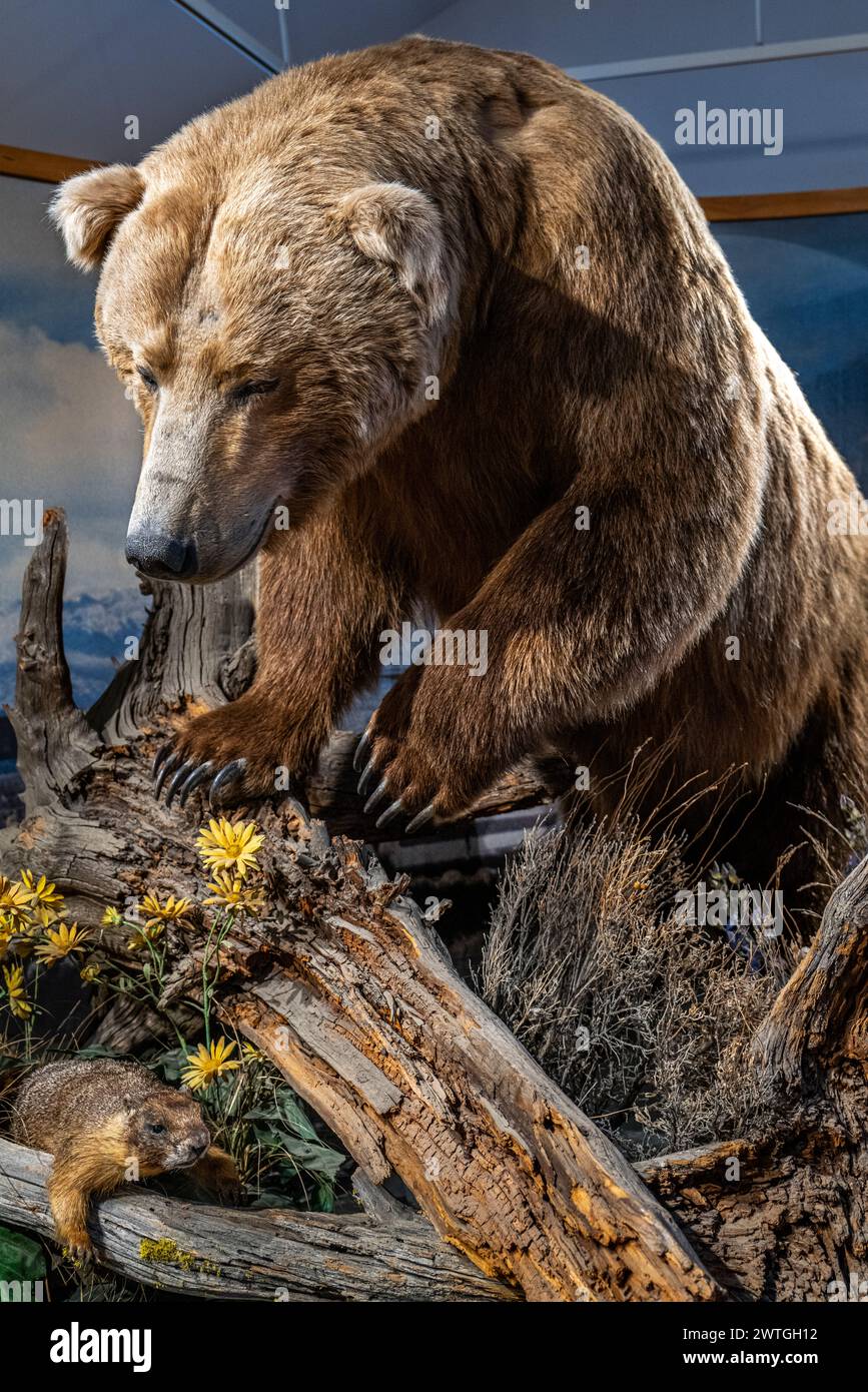 GRIZZLY BEAR GRIZZLY & WOLF DISCOVERY CENTER WEST YELLOWSTONE MONTANA USA Banque D'Images