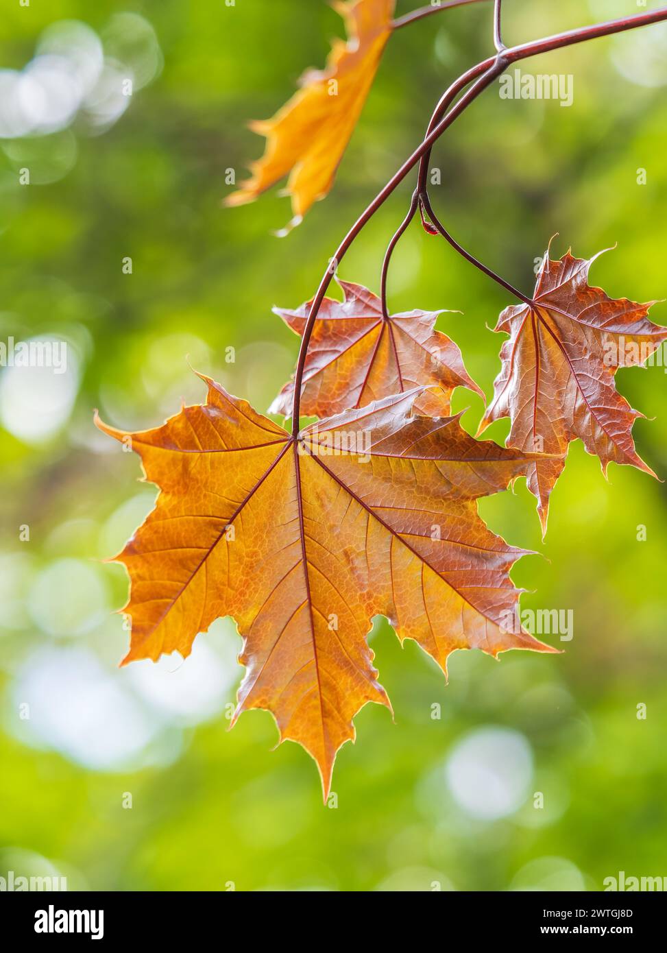 Branche arborescente aux feuilles rouge foncé, Acer platanoides, le roi de cramoisi d'érable de Norvège. Crimson King acutifoliate d'érable rouge, jeune plante avec backgro vert Banque D'Images