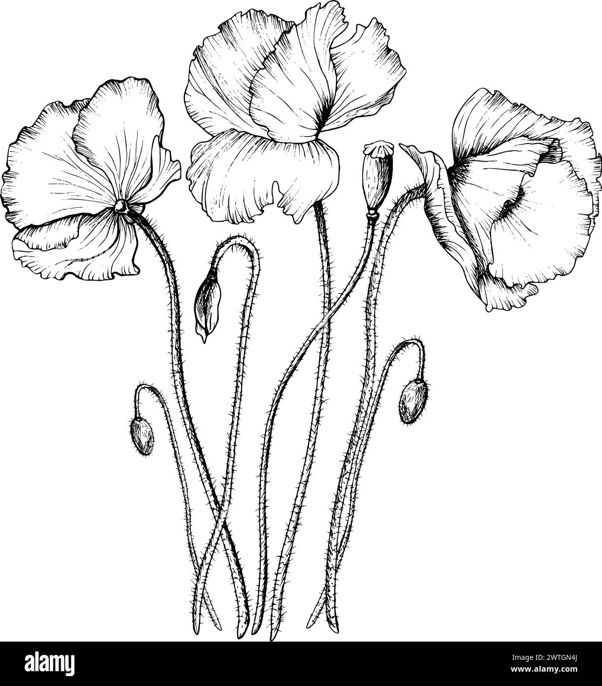 Composition de fleurs de coquelicot à fleurs linéaires noires. Illustration vectorielle dans le style de contour. Croquis monochrome de fleurs sauvages. Illustration de Vecteur