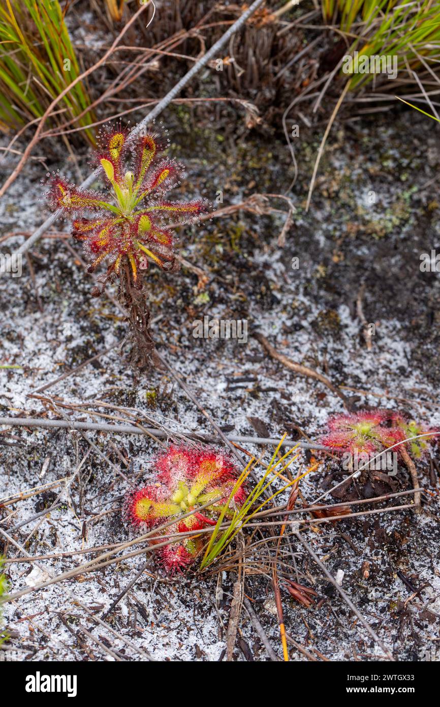 Drosera glabripes et Drosera xerophila dans l'habitat naturel près de Hermanus au Cap occidental de l'Afrique du Sud Banque D'Images