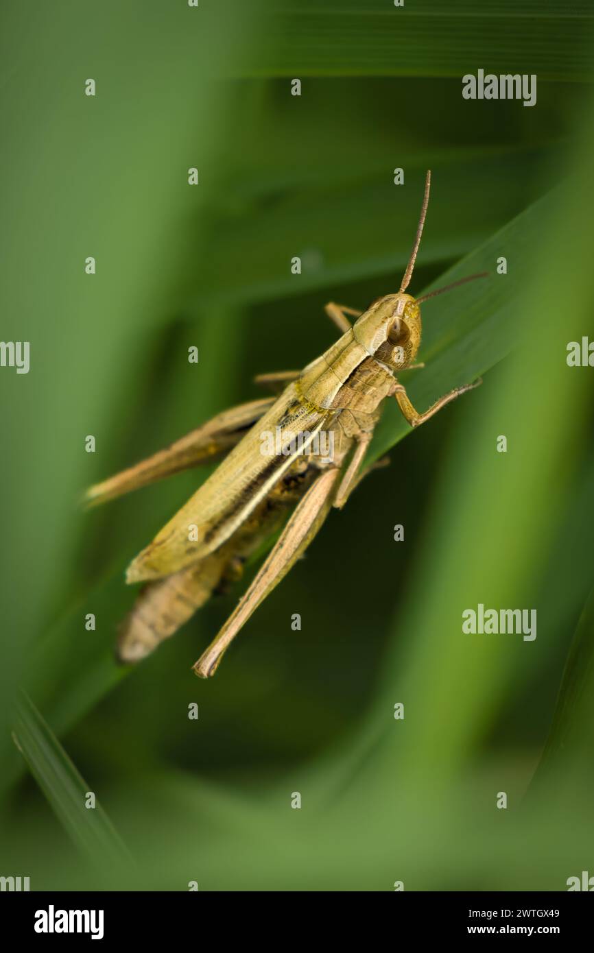 Une grande sauterelle perchée dans de hautes herbes à côté d'une plante. Banque D'Images