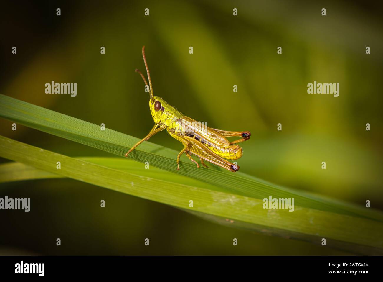 Une grande sauterelle perchée sur une feuille dans la nature sauvage. Banque D'Images