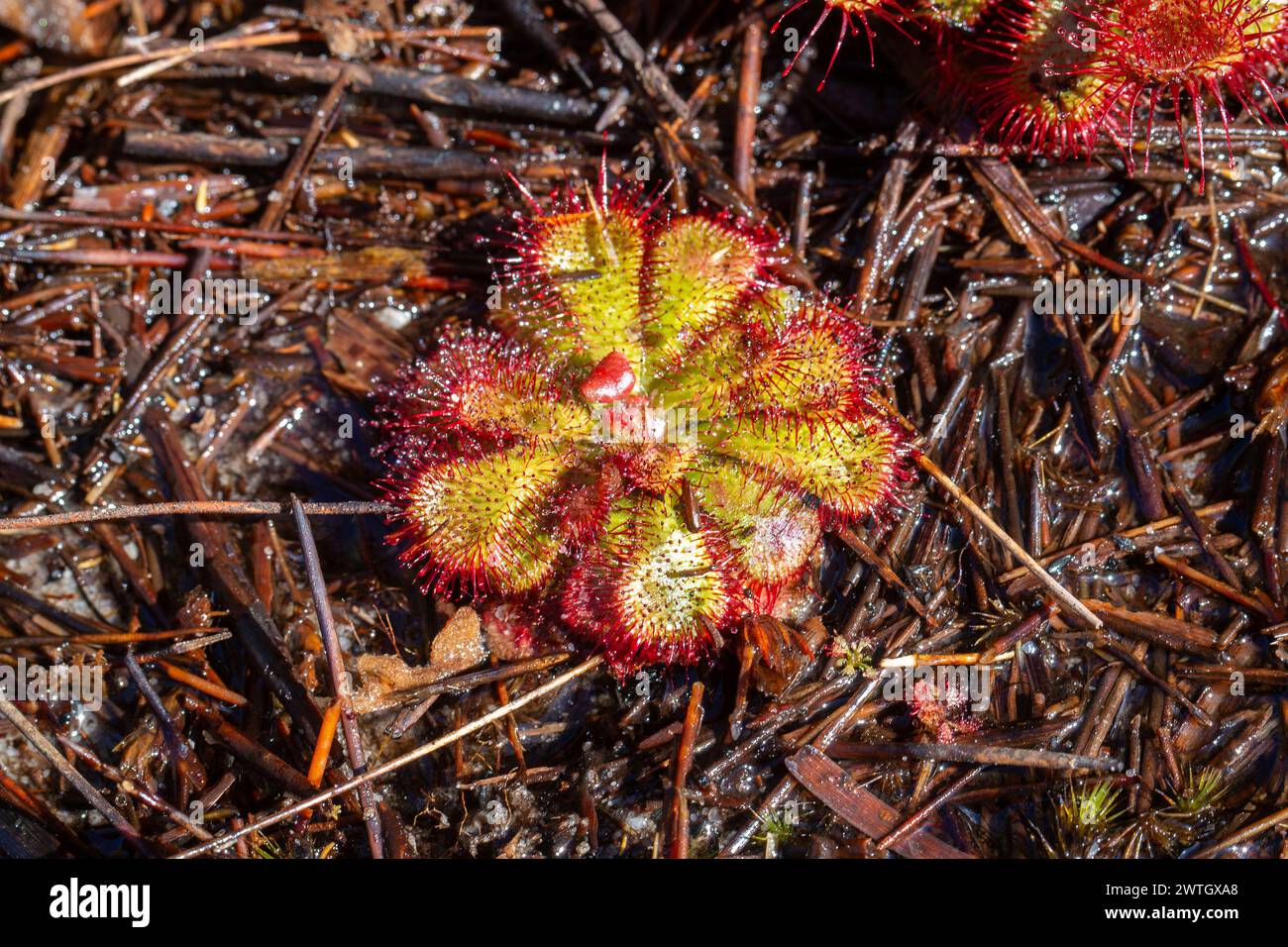 Le rosé de soleil dans l'habitat naturel près de Hermanus dans le Cap occidental de l'Afrique du Sud Banque D'Images