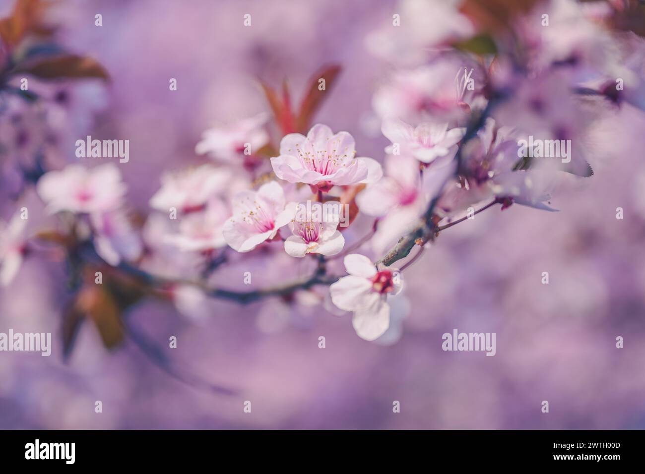 Branche de prune de cerise en fleur, beau fond de saison de printemps, foyer sélectif Banque D'Images