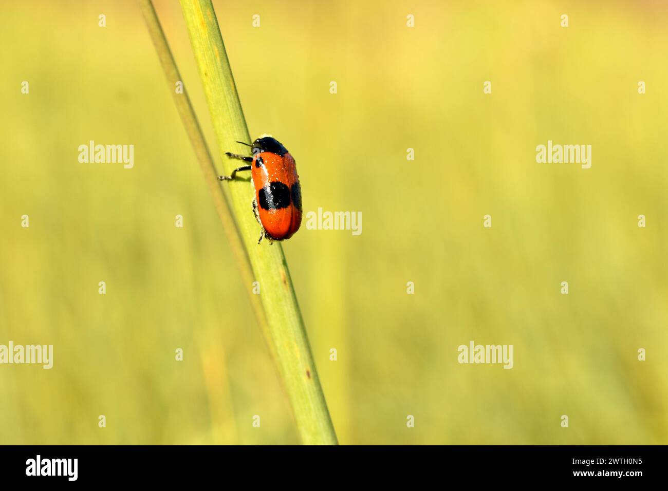 Insecte Clytra laeviuscula est assis sur l'herbe, vue de côté. Banque D'Images