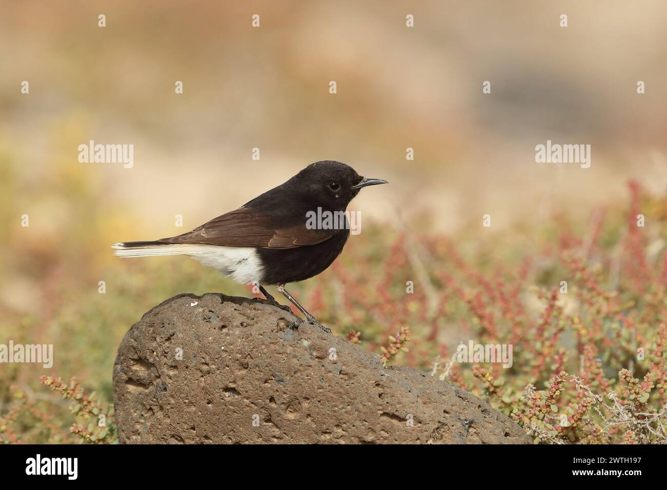 Sacs emballés, car arrivant dans une heure, mon dernier rapide voyage à la plage. Bingo, un wheatear que je ne reconnais pas. 1er pour Lanzarote, 2e pour l'Espagne. Banque D'Images