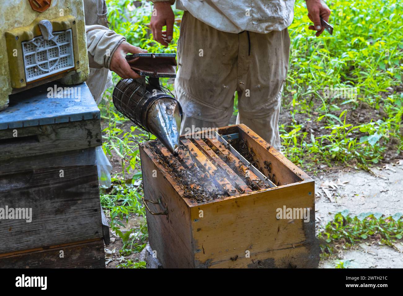 Deux apiculteurs vérifiant une ruche avec un fumeur d'abeilles dans le rucher. Concept apicole ou apicole. Banque D'Images