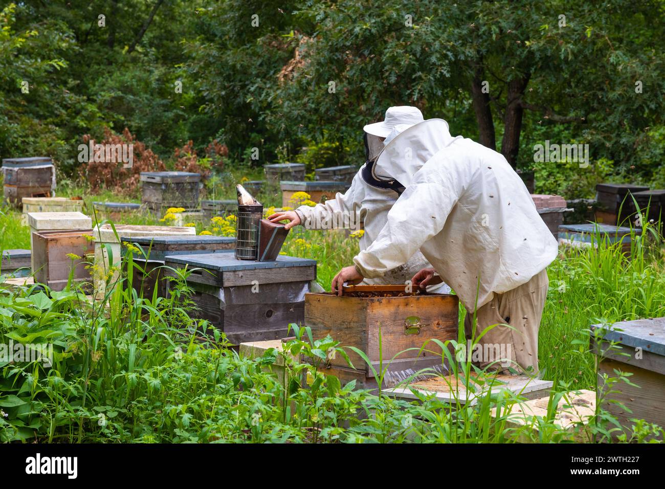 Deux apiculteurs vérifiant une ruche avec un fumeur d'abeilles. photo de concept apicole ou apicole. Banque D'Images