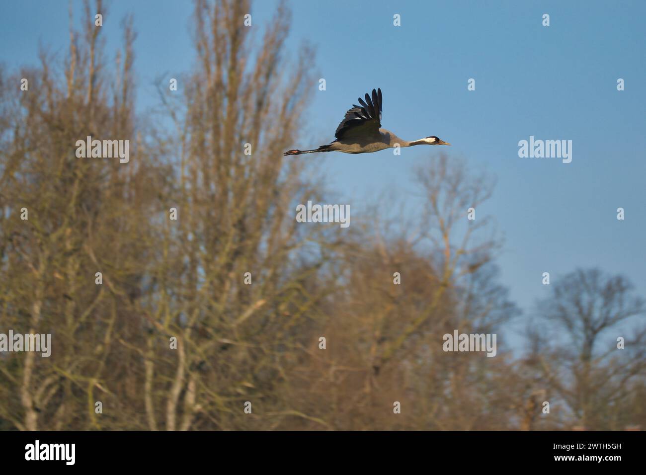 Les grues volent dans le ciel bleu devant les arbres. Oiseaux migrateurs sur le Darss. Photo de la faune de la nature en Allemagne Banque D'Images