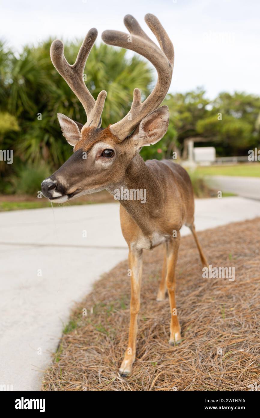 Cerf avec bois de velours regardant de côté sur la plage Banque D'Images