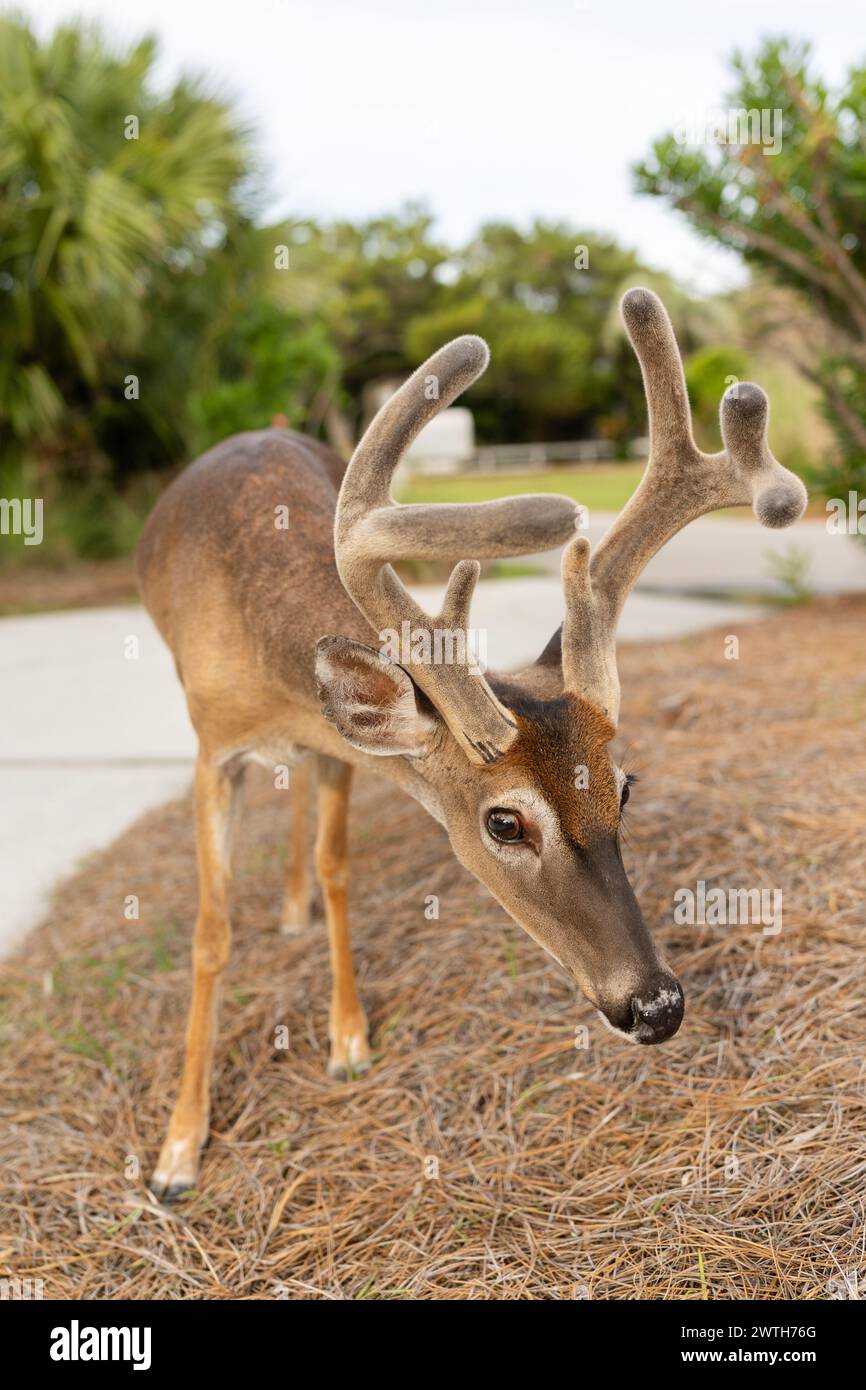 Curious Key Deer pâturage dans Fripp Island Banque D'Images