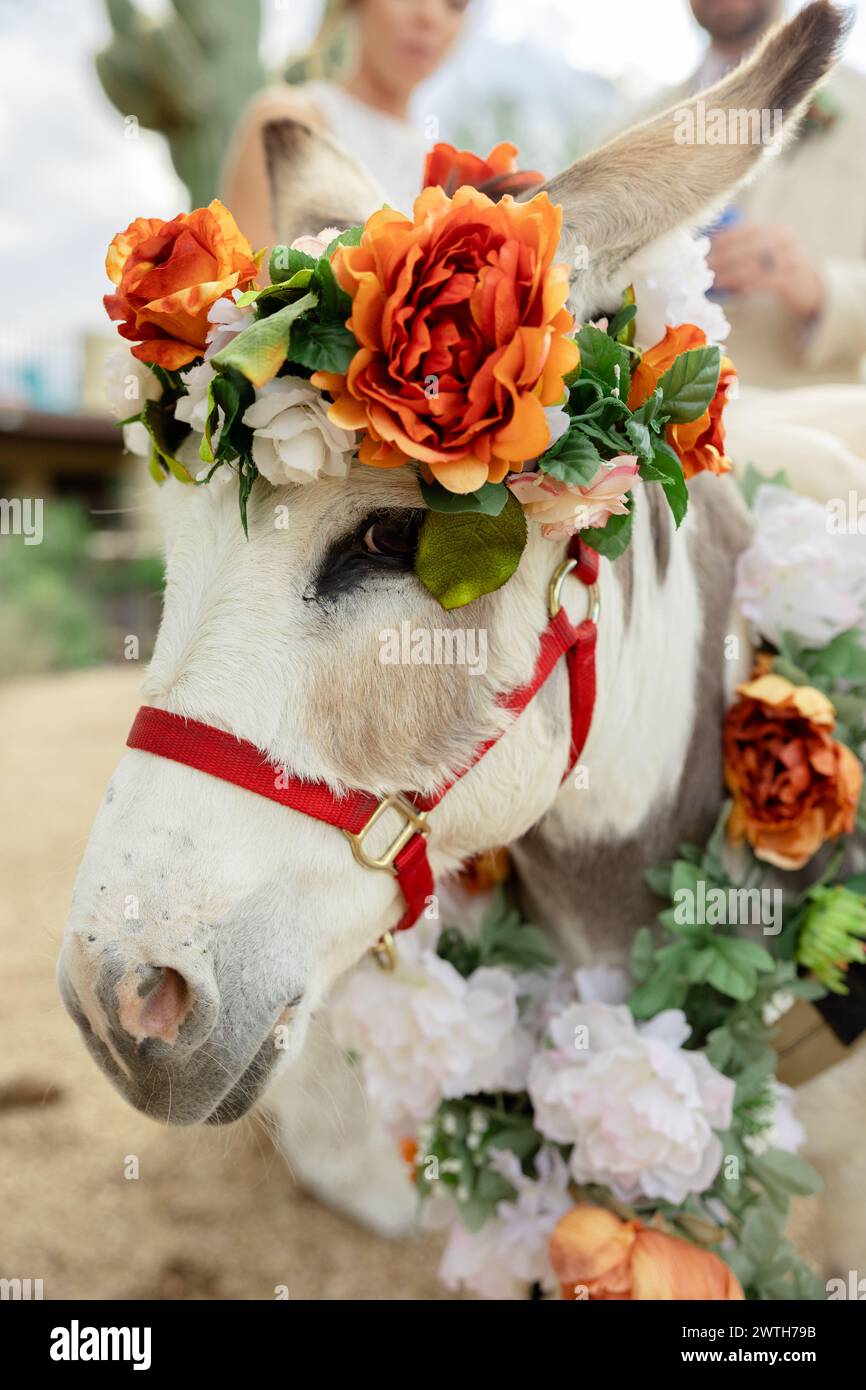 burro âne habillé de couronne florale et de pièce de cou flora Banque D'Images