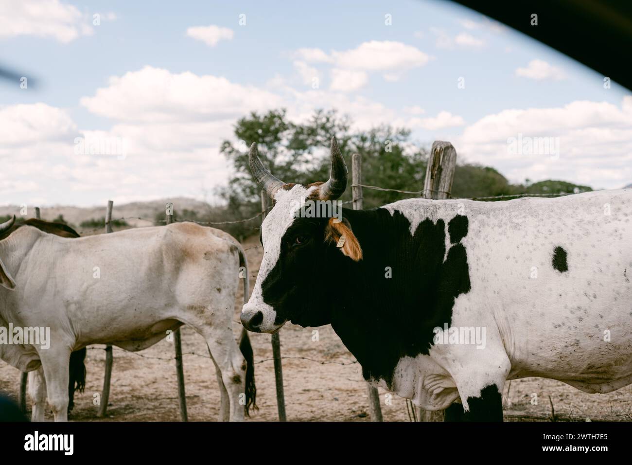 Vue de vaches noires et blanches depuis la voiture Banque D'Images