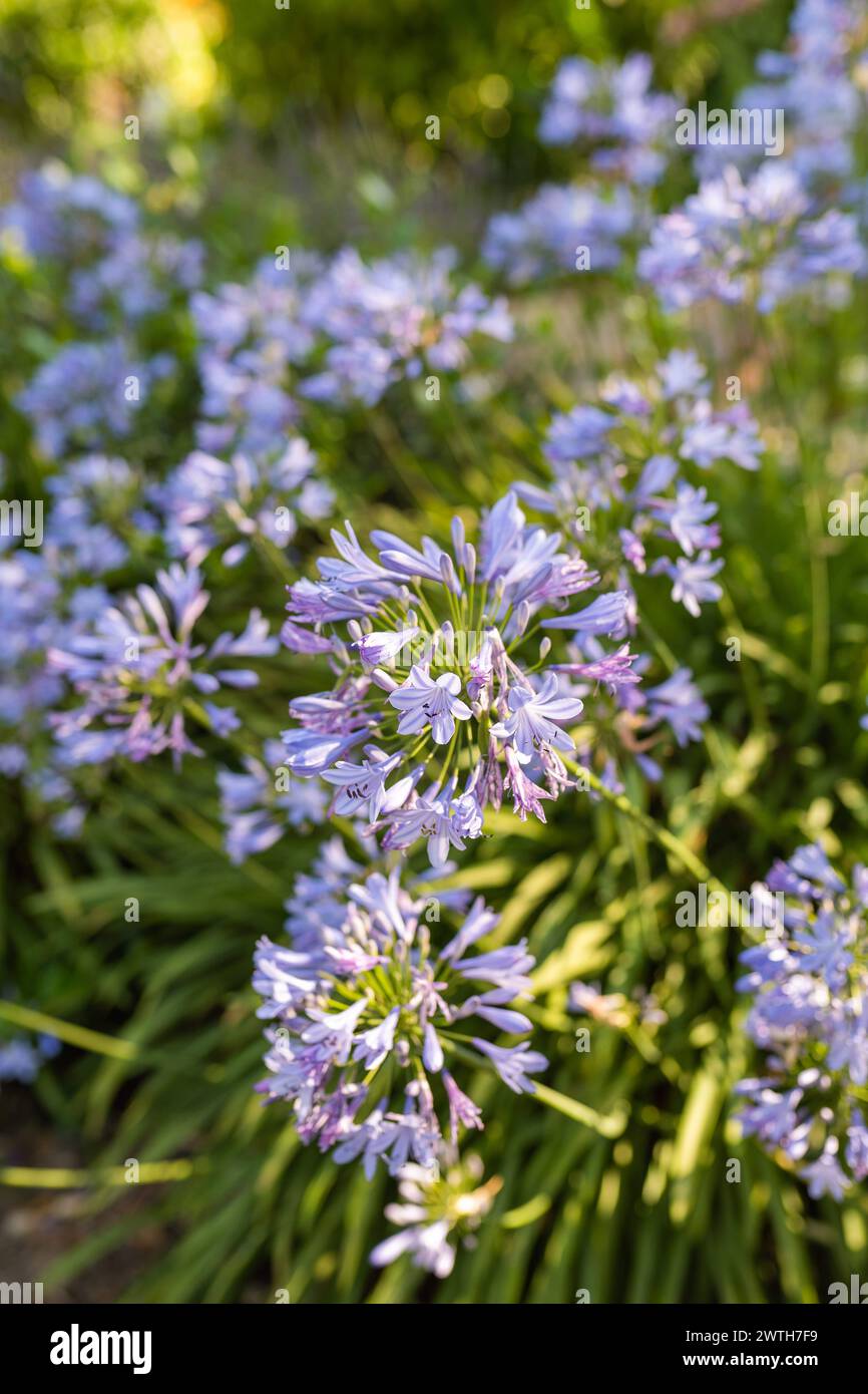 Fleur de lis du Nil dans le jardin Banque D'Images