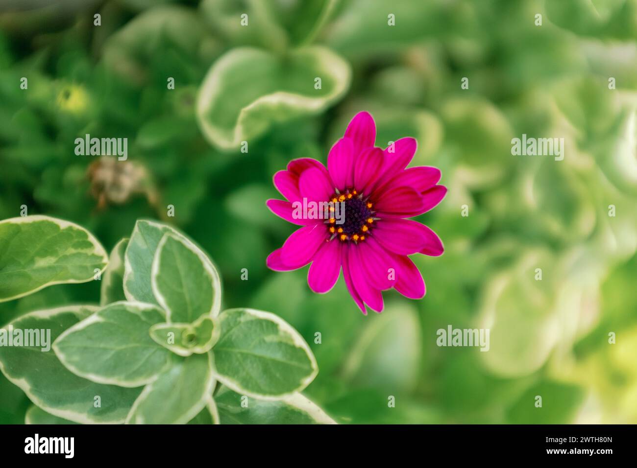 Fleur simple brillant et gras Banque D'Images