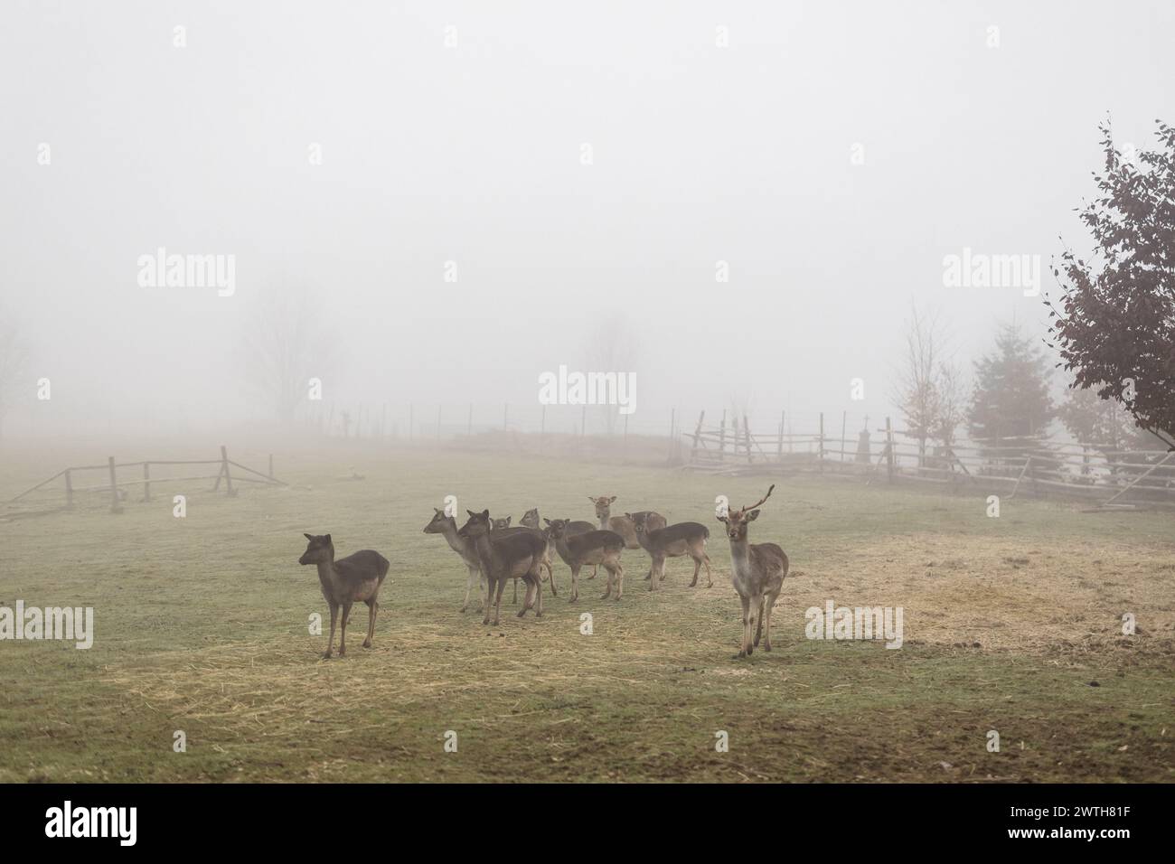 Troupeau de cerfs en jachère dans le brouillard Banque D'Images