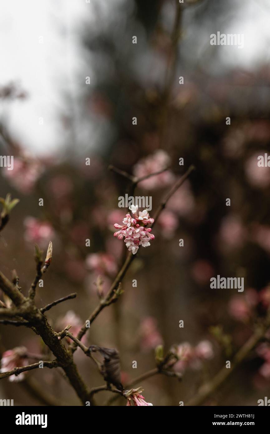 Viburnum farreri fleurit au printemps Banque D'Images