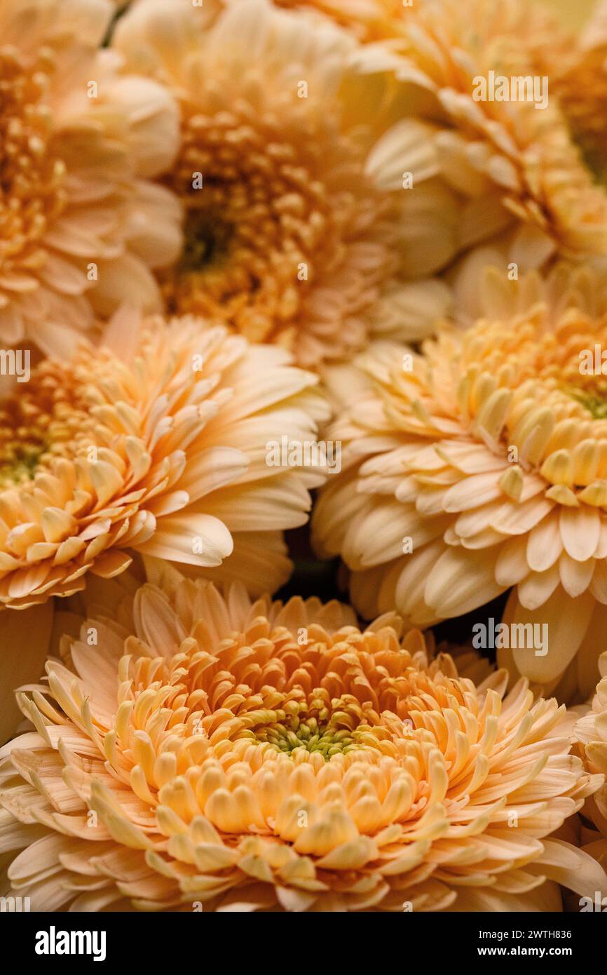 Amas dense de marguerites gerbera dans des tons de pêche chauds Banque D'Images
