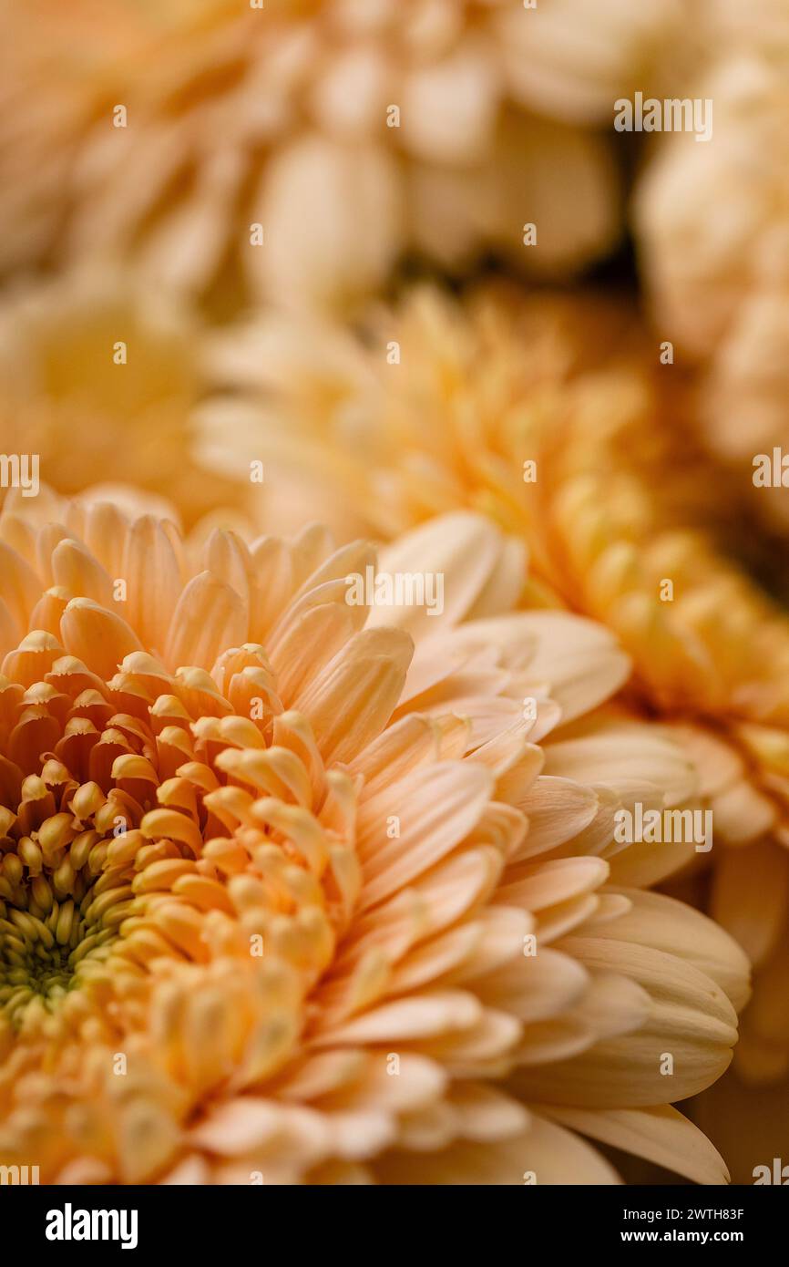 Marguerites gerbera groupées avec une mise au point douce et des teintes chaudes Banque D'Images