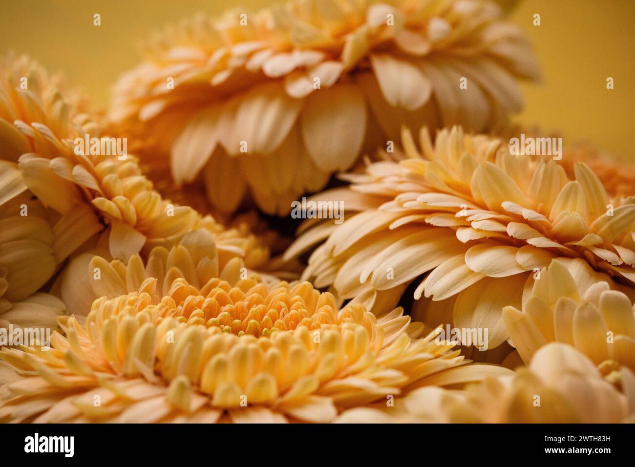 Vue riche en pétales sur les marguerites de gerbera dans les tons pêche et crème Banque D'Images