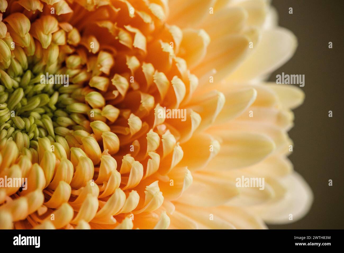 Macro excentrée du centre luxuriant et des pétales éclatants de gerbera Daisy Banque D'Images