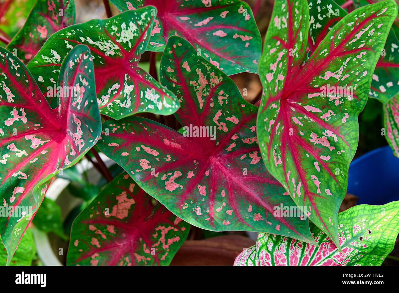 Une belle feuille de Caladium rose dans le jardin Banque D'Images