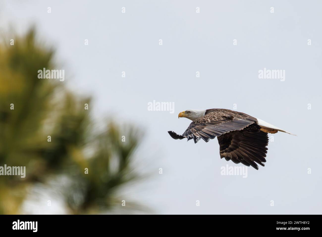 Un aigle à tête blanche vu sur la côte est du Maryland. Banque D'Images