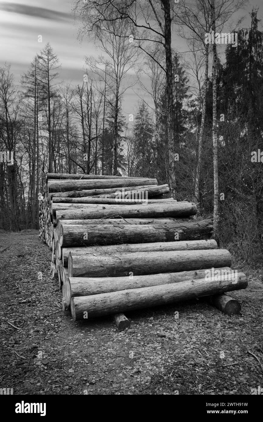 Troncs d'arbres empilés au bord de la route dans la forêt en noir et blanc. Matériau d'arbre ou énergie renouvelable à partir de matières premières naturelles Banque D'Images