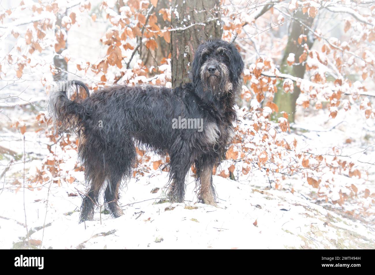 Goldendoodle dans la neige. Forêt enneigée. Fourrure bouclée noire avec des marques marron clair. Photo d'animaux dans la nature Banque D'Images