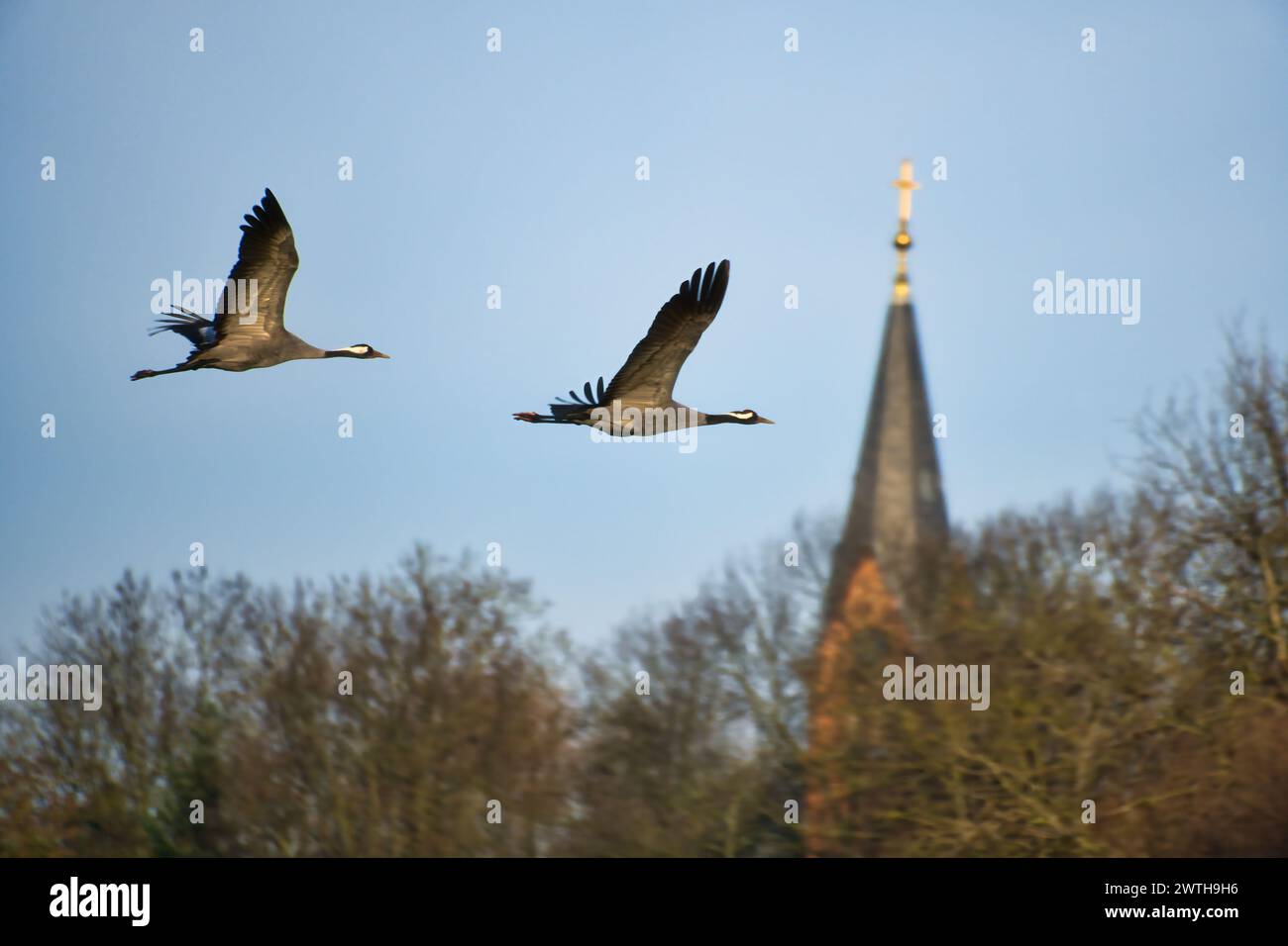 Les grues volent dans le ciel bleu devant la tour de l'église. Oiseaux migrateurs sur le Darss. Photo de la faune de la nature en Allemagne Banque D'Images