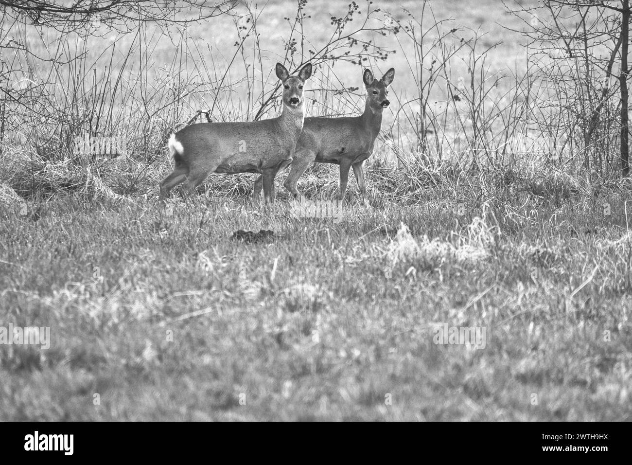 Cerf sur une prairie, attentif et se nourrissant en noir et blanc. Caché parmi les buissons. Photo animalière de la nature Banque D'Images
