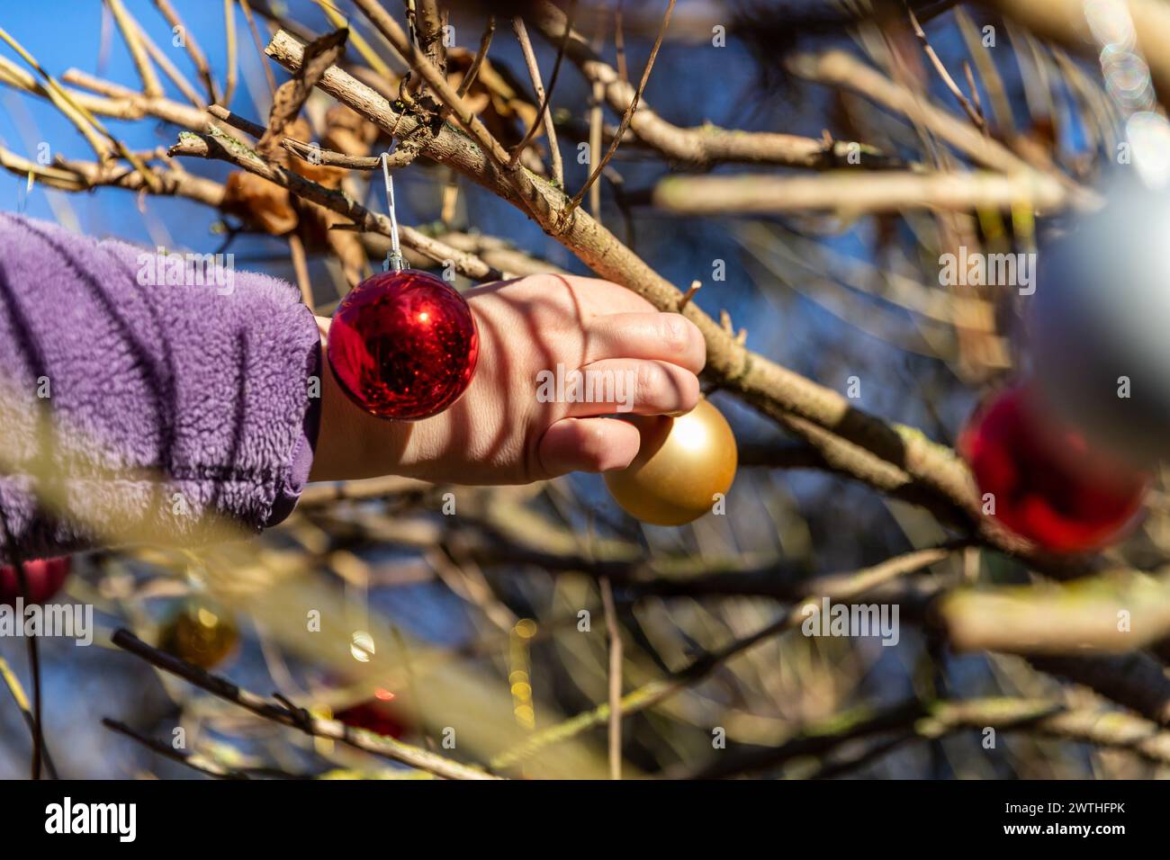 Christbaumkugeln als Dekoration an Zweigen und Büschen aufhängen Banque D'Images