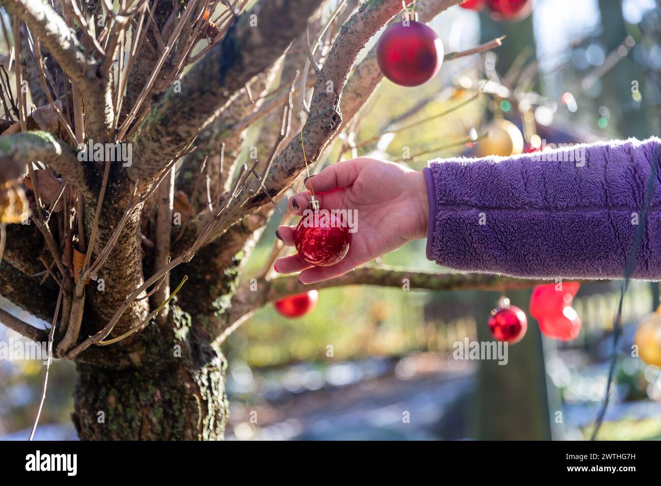 Christbaumkugeln als Dekoration an Zweigen und Büschen aufhängen Banque D'Images