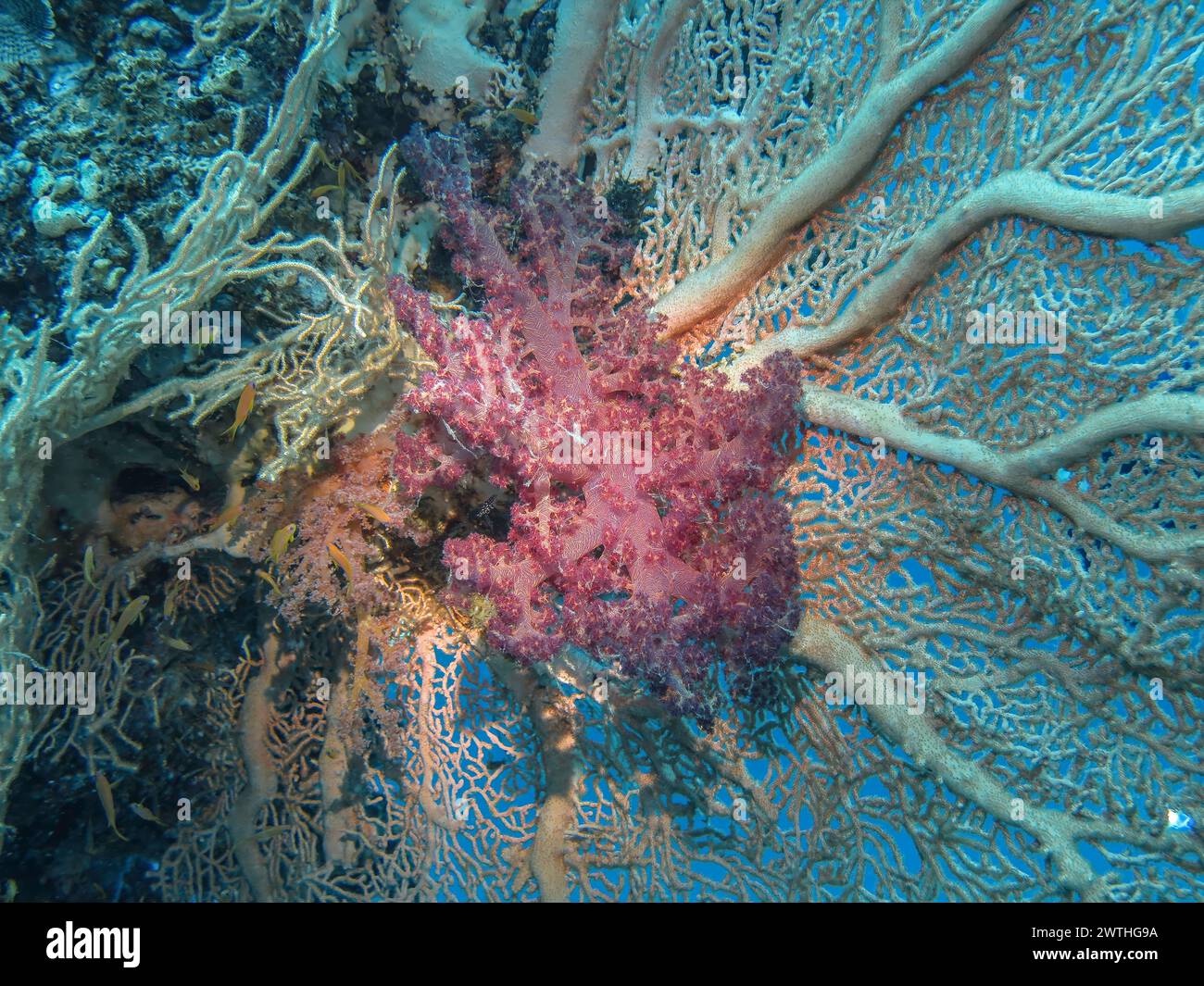 Weichkoralle auf einer Gorgonienkoralle (Octocorallia), Tauchplatz Siyul Kebir Reef, Rotes Meer, Ägypten Banque D'Images