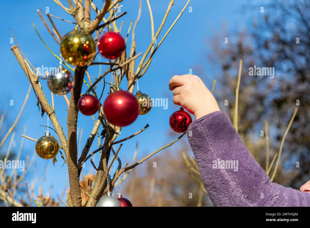 Christbaumkugeln als Dekoration an Zweigen und Büschen aufhängen Banque D'Images