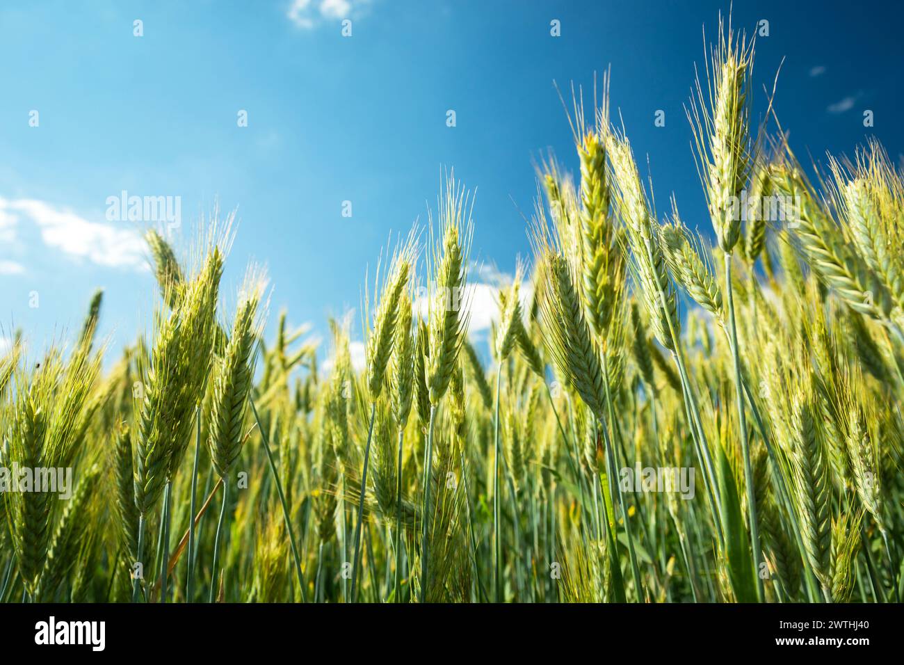 Oreilles vertes et jaunes de triticale contre le ciel bleu Banque D'Images