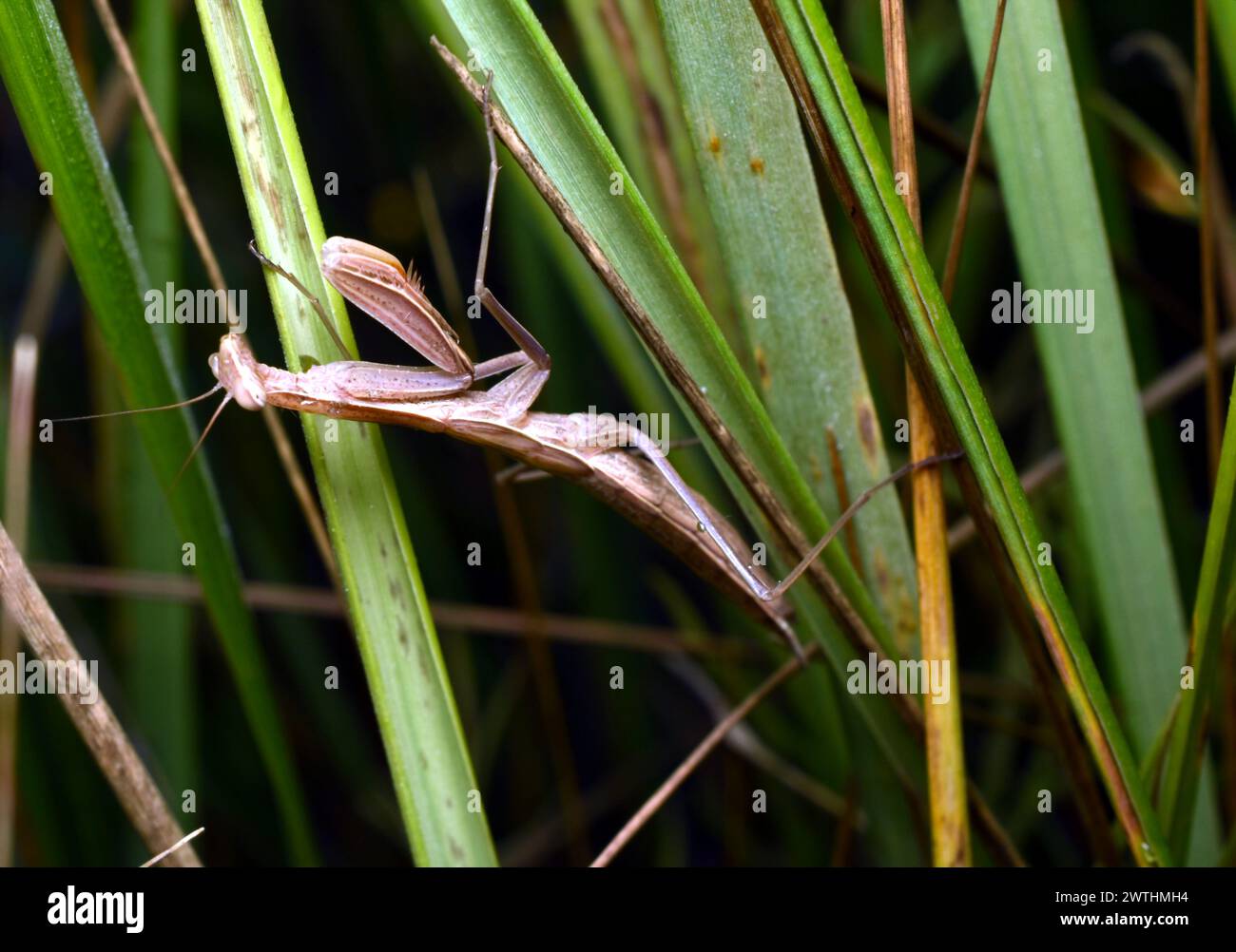 Un insecte avec de longues pattes avant griffes, de couleur brune, avec une tête en forme de triangle, c'est une mante priante. Banque D'Images